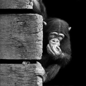 jonge chimpansee (pan troglodytes) 10-2023 9030